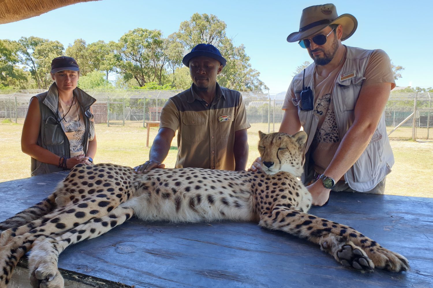 Alain Petting a Cheetah
